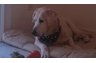 This is Jake.  He's Bob's yellow lab dog.  He' s in charge of office security (joke!).  Basically his chores are keeping Bob company, taking naps and barking at the pizza man.