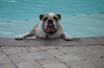 Oscar the English Bulldog in our pool.  It gets hot here in the summer, he cools off in the pool and in the winter he loves the snow.  Oscar enjoys coming to the office once in a while, but mostly his hobby is sleeping.