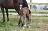 The newest addition to my herd!  Rhetorical Question by Roc USA out of Pidgeon's Angel.  Photo by Natalie Prentice.