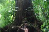 I love to travel and experience different cultures. This is deep in a rainforest in Costa Rica. This tree is several hundred years old.
