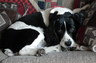 I am a dog lover.  My springer spaniel.
