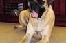 Bentley, Shelley's English Mastiff, who visits the office occasionally and loves seeing everyone.