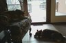 The office dogs Taos (left) and Tink (right) soaking up the sun in the lobby.