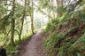 I love to hike. This is from the Tiger Mountain Trail near Issaquah.