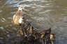 Spring brings out the ducks outside my office.