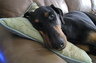 Sophie - the laziest Doberman in the world. I don't know why people get all freaked out when they are met by a Dobie. Smart? Well, yeah, to a point. Aggressive? Sure, could be if provoked. Will they bite? Yep. But so will gerbils if you take their food.