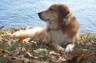 Nantucket; the worlds best Nova Scotia Duck Tolling Retriever
