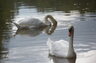 The Beauty of Atlanta - Pair of Swans in the Chattahoochee River, near Mr. Head's home.