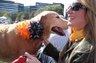 Sherlock, our Golden Retriever rescue dog, celebrating the 7th Goldenrama festival at Concourse common, Sandy Springs. To find your own loving, retriever or mixed breed rescue dog, go to: http://www.adoptagolden.com/