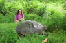 A close encounter with the giant Galapagos land tortoise in February, 2008. This specimen is probably over 100 years in age and about 600 pounds.
