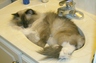 My cat Matilda's favorite bed.
