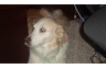 Bailey - a frequent guest at the office