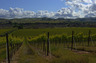 This is a little slice of our beautiful eastern Alameda County countryside near Livermore.  It looks a little quiet.  Too quiet.  

But that is the way the grapes like it.