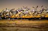 We represent individuals -- or the entire flock in class actions. 

This is a photo of the famous Snow Goose morning flyout taken just before dawn on the Rio Grande River at Bosque Del Apache, New Mexico.  There is a print of this photo in my office.