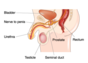 Male Anatomy